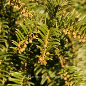 Taxus chinenis