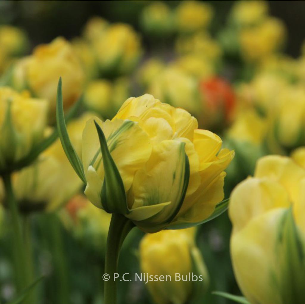 Tulipa 'Akebono'