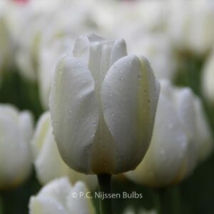 Tulipa 'Angel's Wish'