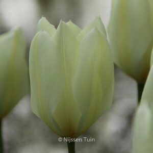 Tulipa 'Purissima'
