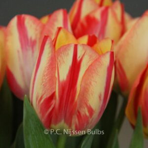 Tulipa 'Spryng Break'