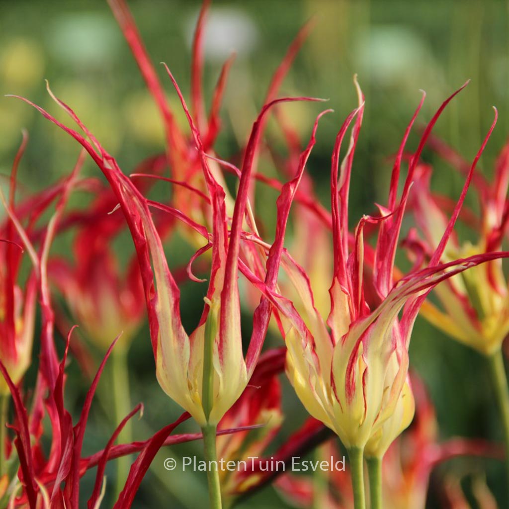 Tulipa acuminata