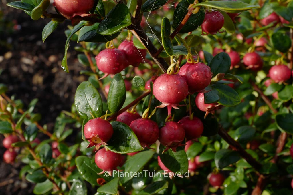 Myrtus ugni