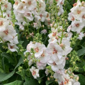 Verbascum 'Jackie in Spots'