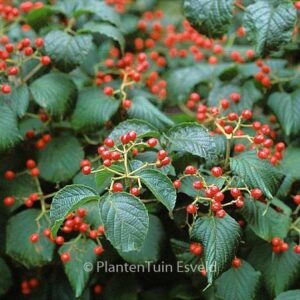 Viburnum dilatatum 'Asian Beauty'
