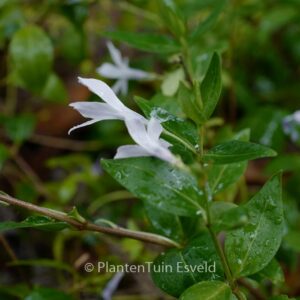 Vinca difformis