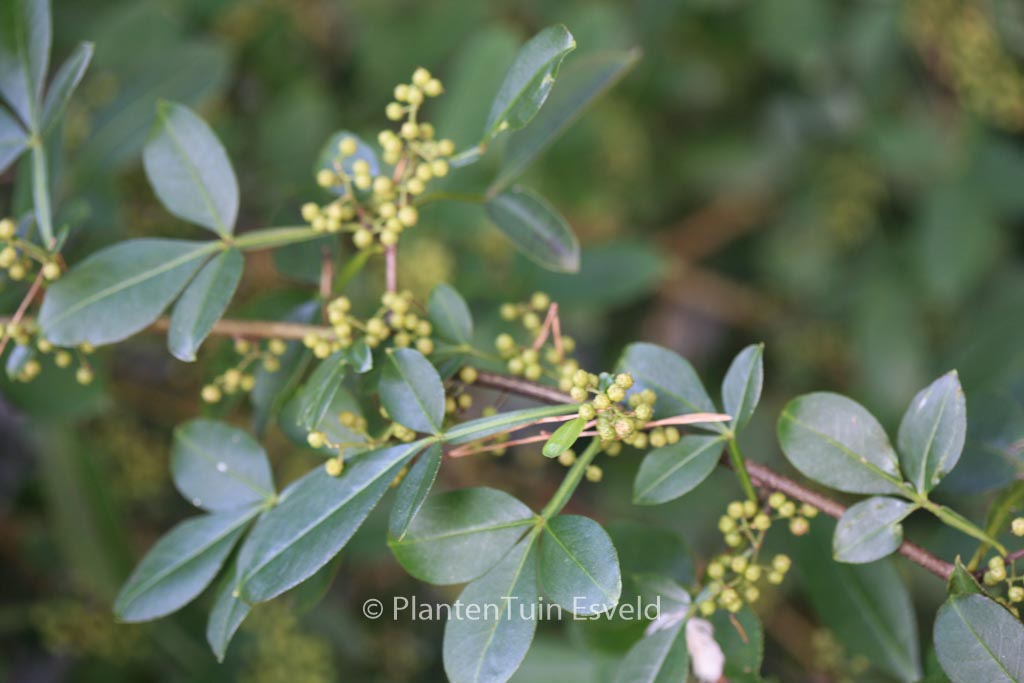 Zanthoxylum armatum
