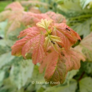 Acer pseudoplatanus 'Hermitage'