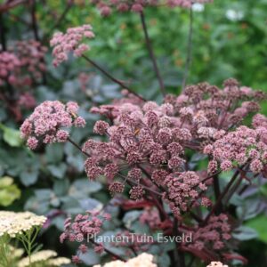 Angelica sylvestris 'Vicar's Mead'