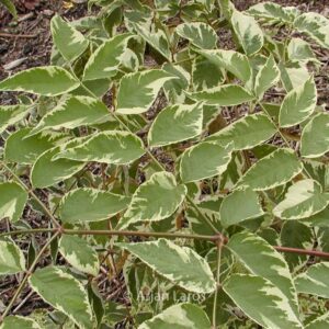 Aralia elata 'Silver Umbrella'