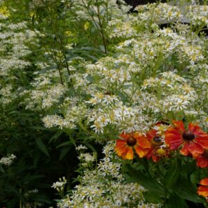 Aster umbellatus