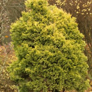 Calocedrus decurrens 'Berrima Gold'