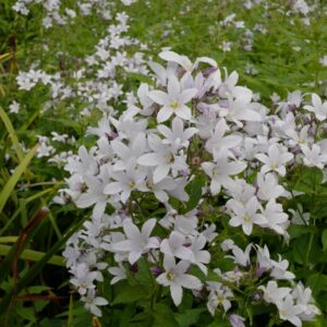 Campanula lactiflora