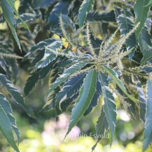 Castanea sativa 'Variegata'