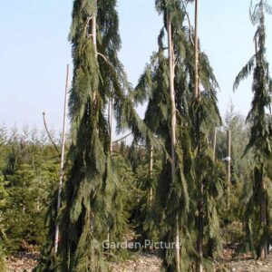 Chamaecyparis lawsoniana 'Dik's Weeping'