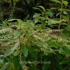 Clethra pringlei