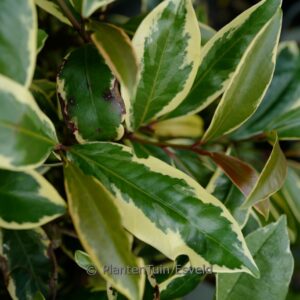 Cleyera japonica 'Tokyo Sunrise'