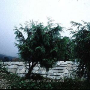 Cupressus torulosa