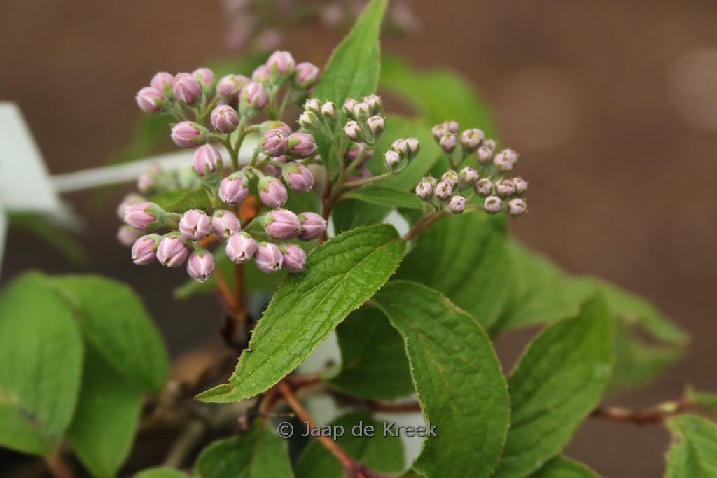 Deutzia discolor 'Major'