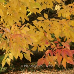 Fraxinus americana 'Autumn Purple'