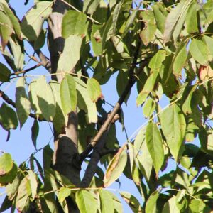 Fraxinus americana 'Skyline'