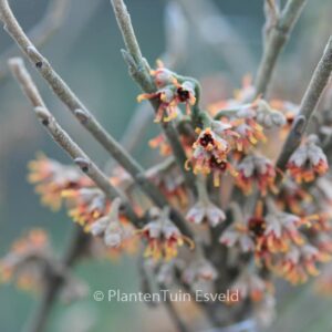 Hamamelis vernalis 'Quasimodo'