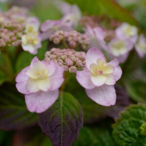 Hydrangea serrata 'Summer Glow'