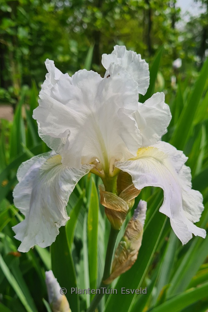 Iris germanica 'English Cottage'