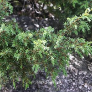 Juniperus communis