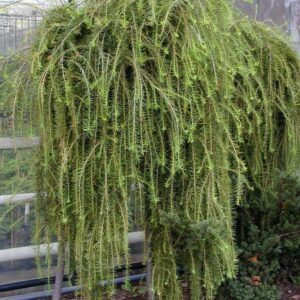 Larix decidua 'Puli'