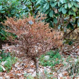 Larix gmelinii 'Dortmund'