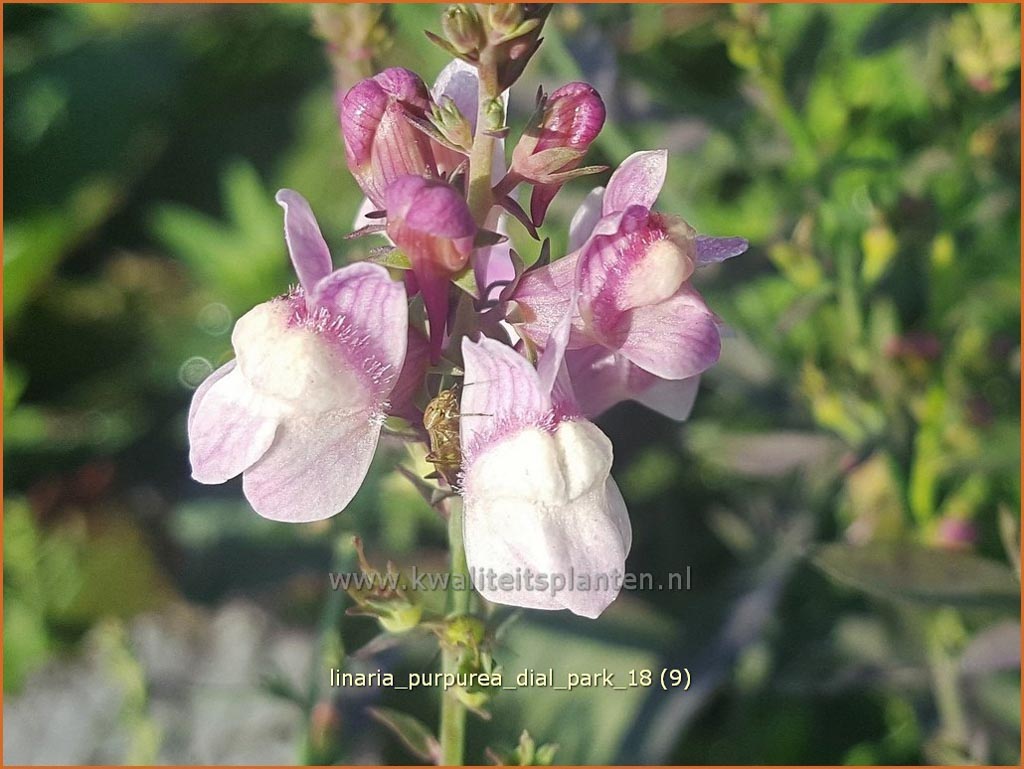 Linaria purpurea 'Dial Park'