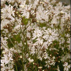 Lychnis flos-cuculi 'Alba'