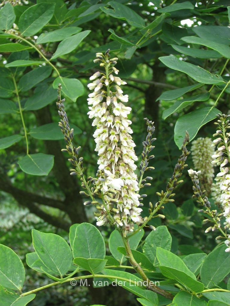 Maackia chinensis