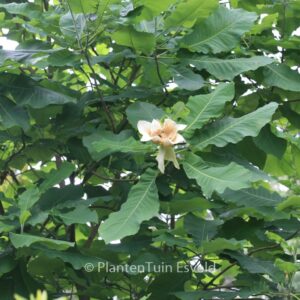 Magnolia macrophylla