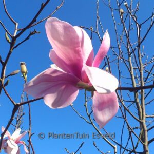 Magnolia sprengeri 'Diva K&ouml;ln'