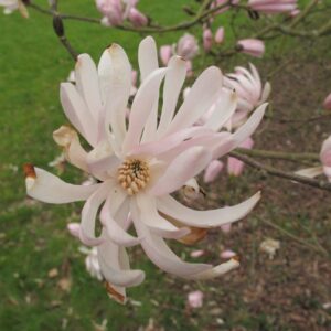 Magnolia stellata 'Jane Platt'