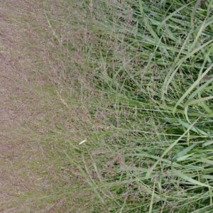 Panicum virgatum 'Apache Rose'