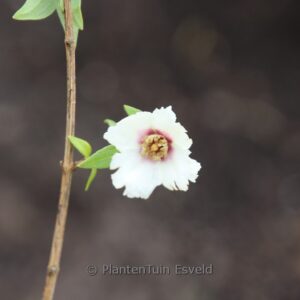 Philadelphus maculatus 'Mexican Jewel'