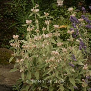 Phlomis purpurea