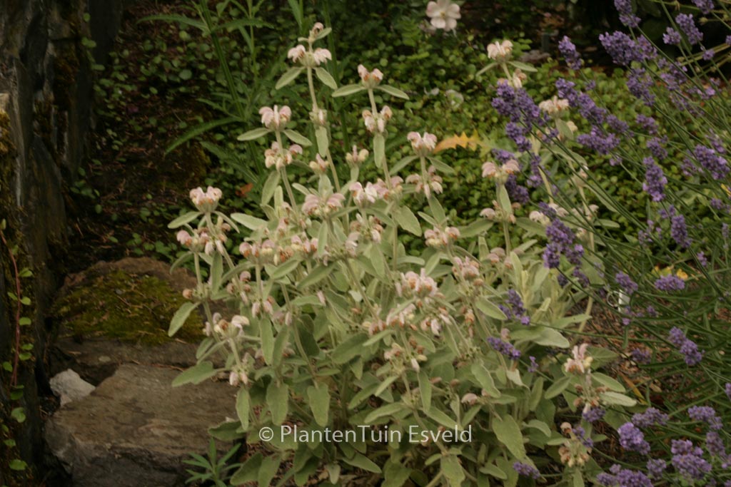 Phlomis purpurea
