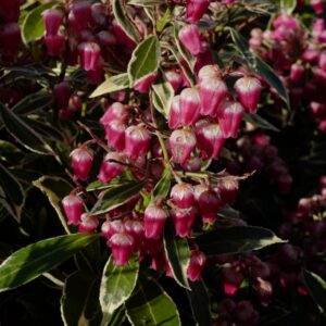 Pieris japonica 'Polar Passion'