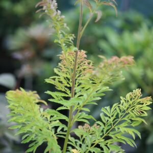 Pterocarya stenoptera 'Fern Leaf'