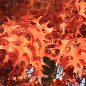 Quercus coccinea