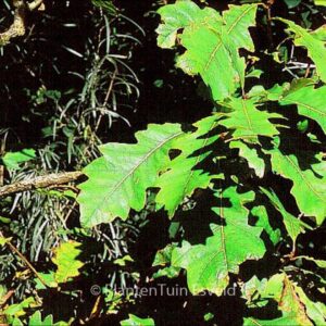 Quercus macrocarpa