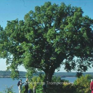 Quercus muehlenbergii