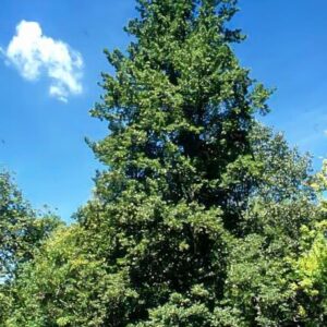 Quercus trojana