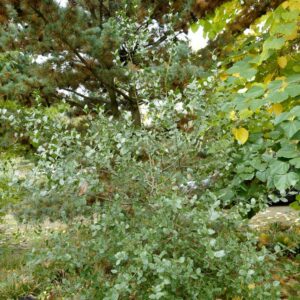 Quillaia saponaria