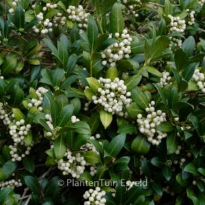 Skimmia japonica 'Kew White'