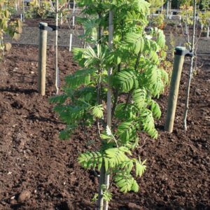 Sorbus aucuparia 'Fingerprint'